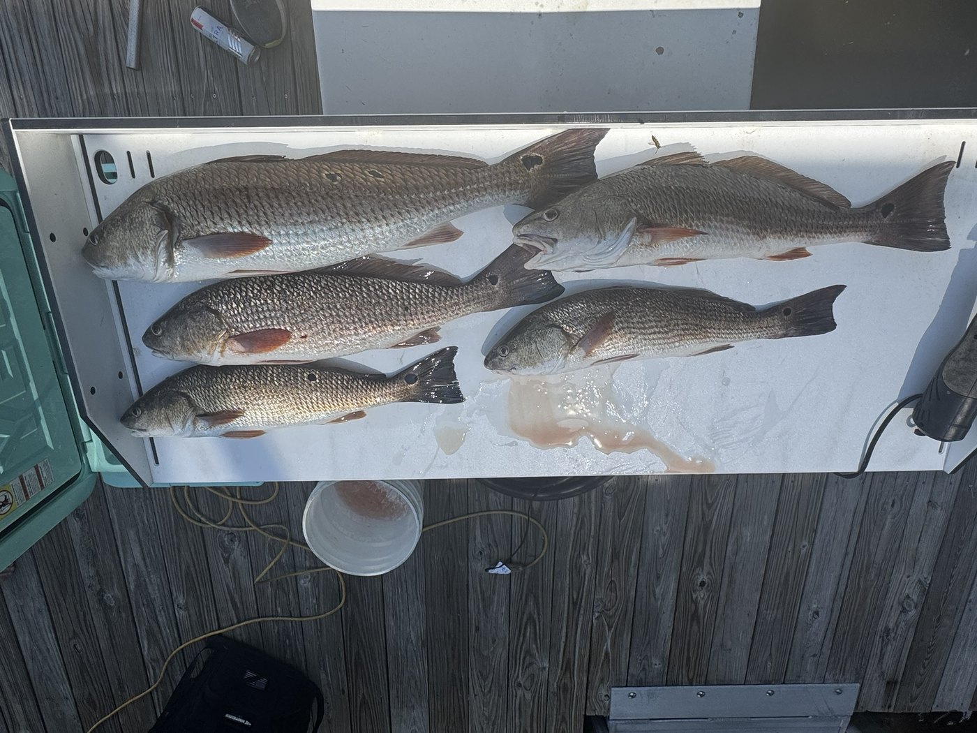 Several redfish lined up after fishing Pumpkin Hill Creek